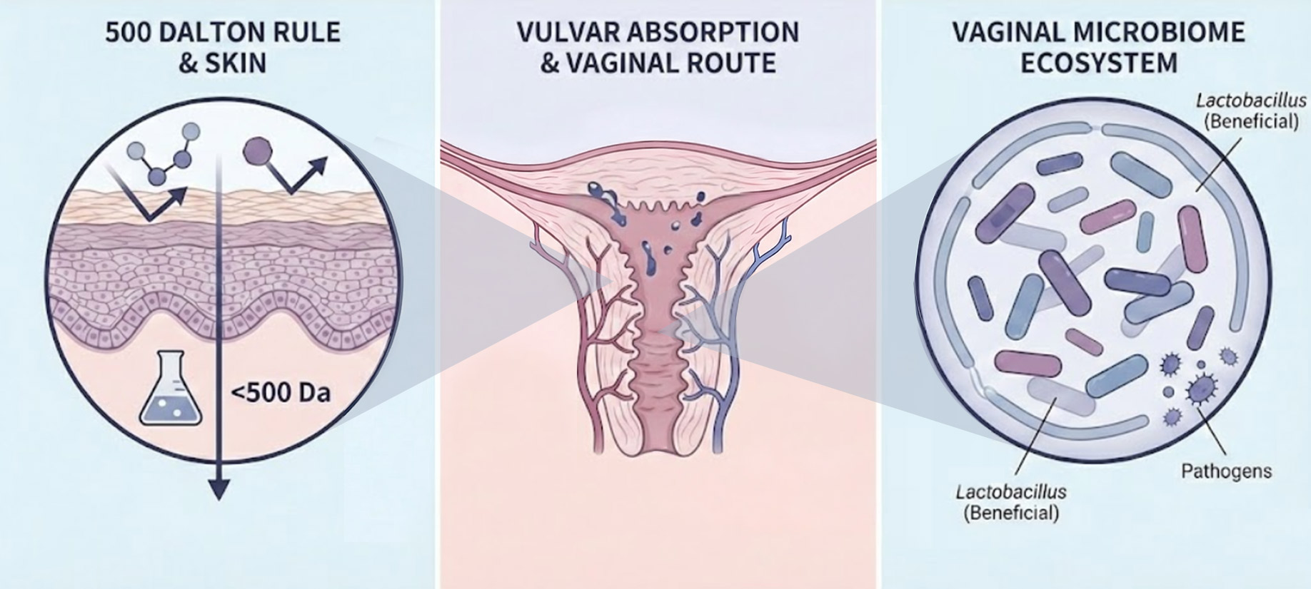 ‘소중이’, 단지 완곡어법일 뿐일까? Drug Delivery 관점에서 보는 여성의 특성